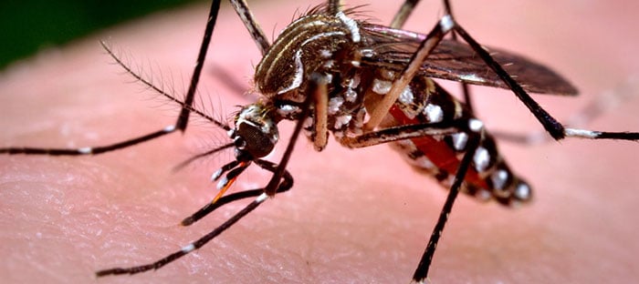 AABB Works to Protect Blood Supply from Zika Virus